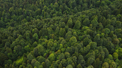 green mixed forest in the Caucasus mountains - obrazy, fototapety, plakaty