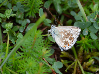 Hauhechel Bläuling  (Polyommatus icarus)