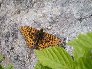 Kleiner Perlmutfalter (Issoria lathonia)