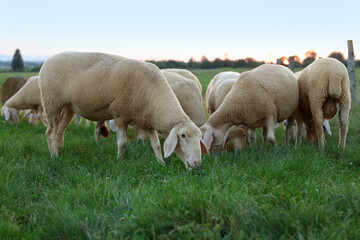 Obraz na płótnie Canvas Cute sheep grazing on green pasture. Farm animals