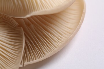 Fresh oyster mushrooms on white background, macro view. Space for text