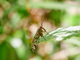 Fly on a leaf of a plant. Scorpion fly genus Panorpa