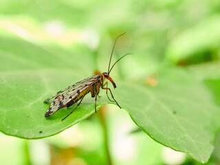 Fly on a leaf of a plant. Scorpion fly genus Panorpa