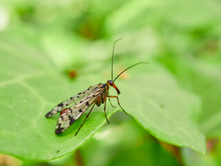 Fly on a leaf of a plant. Scorpion fly genus Panorpa
