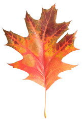 Autumn season. Oak leaf isolated on white