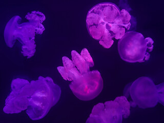 Marble jellyfish. Lychnorhiza lucerna underwater on a blue background. Colorful underwater world background