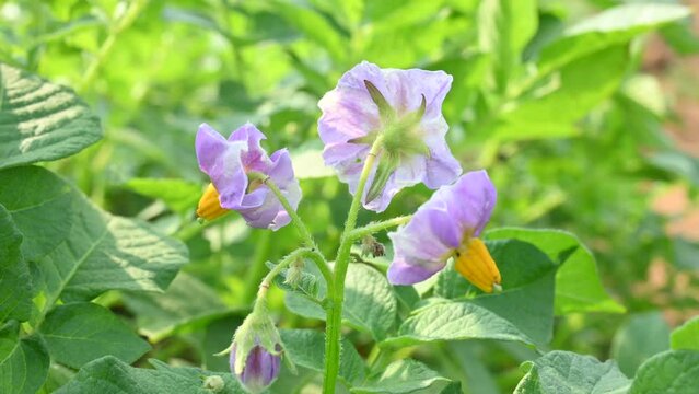 Potato flower in vegetable garden. It is starchy&nbsp;tuber&nbsp;of the&nbsp;plant&nbsp;Solanum tuberosum. Green healthy leaves of young potato plant. The&nbsp;potato&nbsp;is a&nbsp;root vegetable&nbsp;native to the&nbsp;Americas.