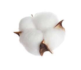 Beautiful fluffy cotton flower isolated on white