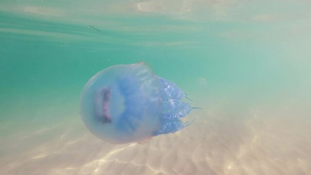 Blue jellyfish Rhizostoma pulmo free swimming in sea or ocean close-up.