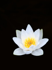 White waterlily, Nymphaea alba, also known as European white water lily or white nenuphar, wild aquatic flowering plant from Finlnad - obrazy, fototapety, plakaty