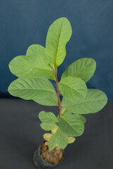 Seedlings of guava in a pot on a dark background