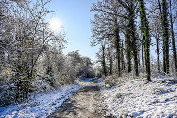 Reinach, Arlesheim, Reinacher Heide, Naturschutzgebiet, Birs, Fluss, Birstal, Baselland, Auwald, Auenlandschaft, Wanderweg, Renaturierung, Winter, Winterlandschaft, Winterspaziergang, Schnee, Schweiz