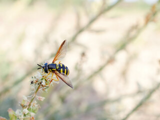 Pollinating fly on a flower. Hoverfly Chrysotoxum intermedium