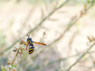 Pollinating fly on a flower. Hoverfly Chrysotoxum intermedium