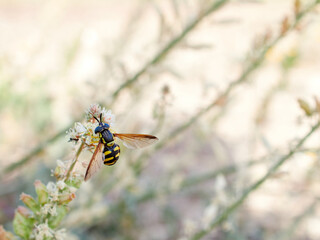 Pollinating fly on a flower. Hoverfly Chrysotoxum intermedium