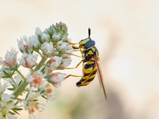Pollinating fly on a flower. Hoverfly Chrysotoxum intermedium