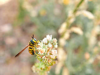 Pollinating fly on a flower. Hoverfly Chrysotoxum intermedium
