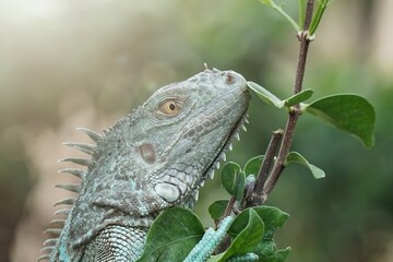 blue iguana on a branch