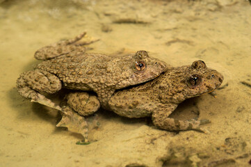Gelbbauchunke // Yellow-bellied toad (Bombina variegata)