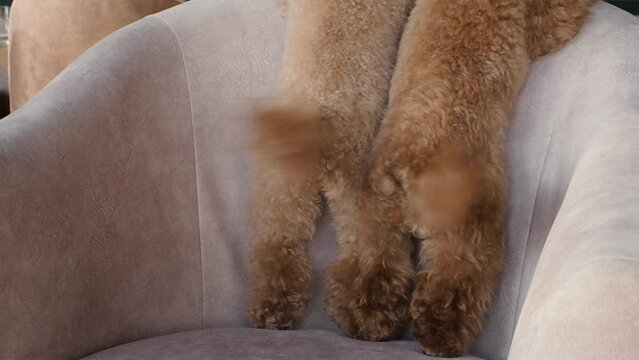 Back and tails of two dogs. Small poodles stand on their hind legs on chair in restaurant or cafe.
