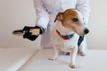 Grooming procedure in a veterinary clinic. A girl in a white coat and black gloves removes and...