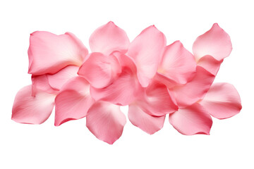 Pétalos de flores rosas en fondo transparente. - obrazy, fototapety, plakaty
