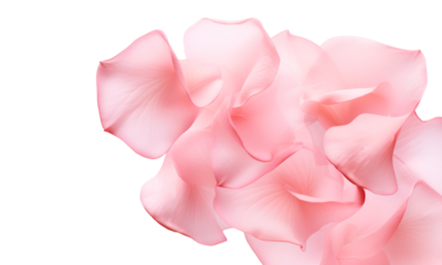 Pétalos de flores rosas en fondo transparente.