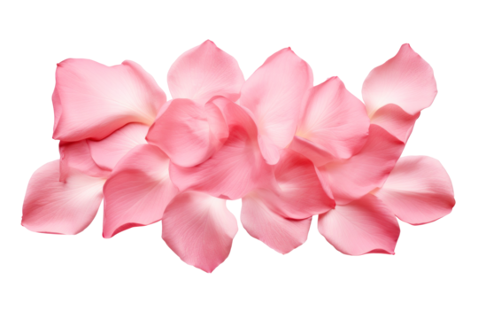 Pétalos de flores rosas en fondo transparente.