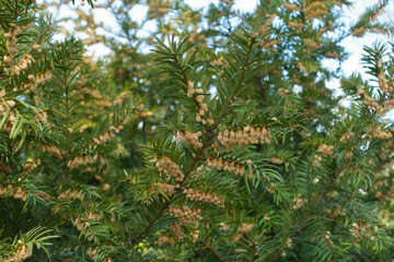 Taxus baccata branch with male cones in March