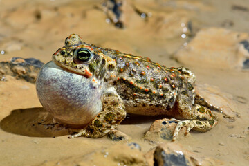 quakende Kreuzkröte // croaking Natterjack toad (Epidalea calamita)