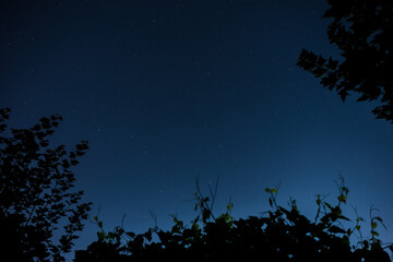 Night starry sky and trees branches nature frame background with copy space