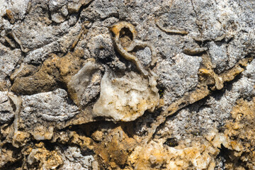 Uneven natural stone surface of rock geological formations. Grunge textured abstract background with fossils and minerals inclusions