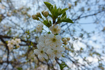 Macro of flowers and buds of cherry tree against blue sky in April