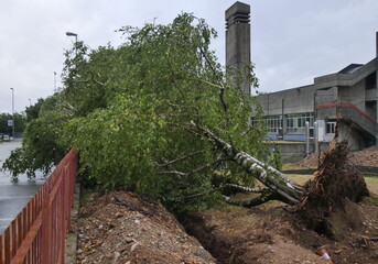 Tree felled due to strong storm in the Po Valley, Bergamo, Italy