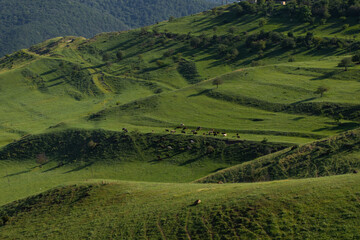 Fototapeta na wymiar Cows grazing on the grass covered hills, Summer, Azerbaijan