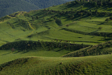 Obraz premium Cows grazing on the grass covered hills, Summer, Azerbaijan