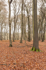 daylight landscape image of a wood in winter. Leaves have fallen from the trees but are still on the floor.