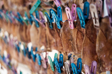 Sun dried squids hung for sale in a row on a beach stall in the beach at Thailand. Close up