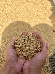 Farmer carrying rice in her hands in Philippines. High quality photo