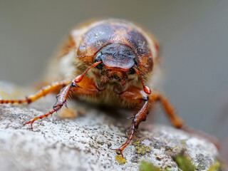 Junikäfer (Amphimallon solstitiale)