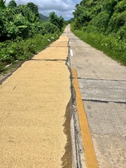 Rice drying after harvest in Coron island, Philippines. High quality photo