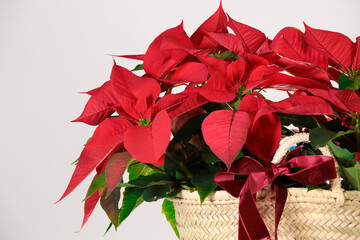 Primer plano de flor de pascua en cesta de mimbre con lazo rojo navideño