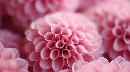 Close-Up of Pink Dahlia Petals in Soft Focus Revealing Nature's Delicate Patterns