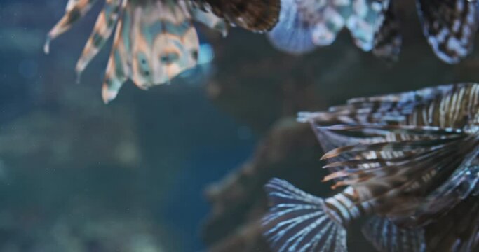 Exotic aquarium background with swimming Lionfish fishes on blue sea, reef backdrop. Closeup, motley, bright fish group move in different directions. Calming meditative sea videos with natural animals