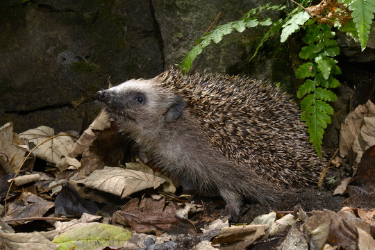 Europ&auml;ischer Igel (Erinaceus europaeus) - Braunbrustigel, Westeurop&auml;ischer Igel, Westigel // European hedgehog