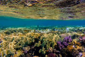 reflections at the water surface from the colorful corals in the red sea