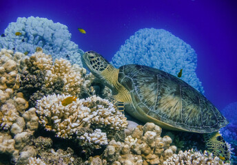 sea turtle lying on corals from the reef in blue water in egypt
