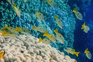 school of blackspot snapper swimming at the coral reef in egypt