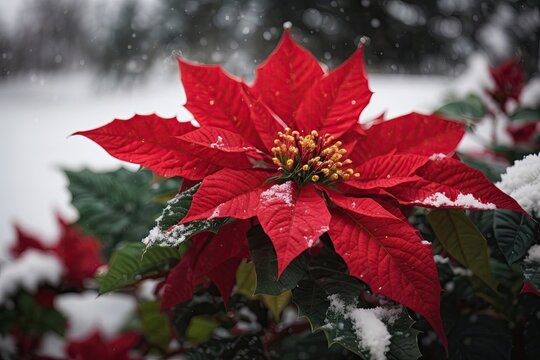 A red poinsettia outdoor in the snow