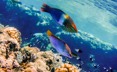 two amazing colorful checkerboard wrasse swimming over corals in the red sea